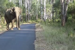 erode thalamalai elephant crossing on the roads on the daytime makes the Motorists unmove for a while!