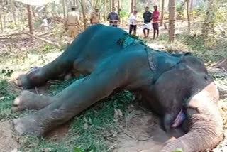 wild elephant dead  എടക്കര കാട്ടാന  നെല്ലിക്കുത്ത് വനം