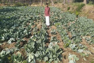 தாளவாடி காட்டு யானை  சத்தியமங்கலம் செய்திகள்  elephant damages agriculture land  thalavadi elephant damages