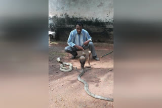 snake bite  kasaragod snake bite  പാമ്പുകടി  പാമ്പുപിടിത്തക്കാരന്‍ മുഹമ്മദ് അരമങ്ങാനം  കാസര്‍കോട് ജനറല്‍ ആശുപത്രി  പ്രതിരോധ കുത്തിവെപ്പ്