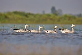 Bird sanctuary to be built in Neemgaon reservoir of Jashpur