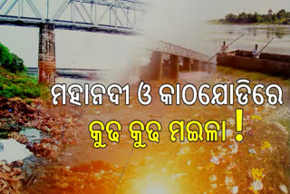 two-main-river-of-odisha-mahanadi-and-kathajodi-water-polluted-why-the-govt-silence