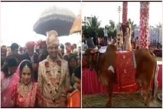 Cow and Calves were Chief Guest at this wedding, Bridegroom had Mehndi for Support of CAA