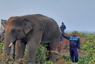 elephant-return-to-jajapur-after-public-disagree-to-release-him-to-other-jungle