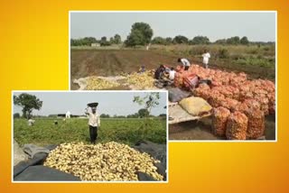 potato crop yields one and half lakh rupees to the farmer in hingoli