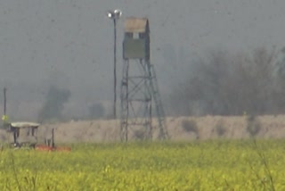 locust attack in village border areas