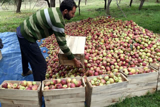 کشمیری کسانوں سے براہ راست 70.45 کروڑ روپے کے سیب کی خریداری