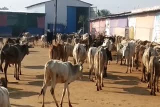 villagers themselves taking stray animals to animal service center