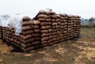 Thousands of quintals of paddy soaked due to unseasonal rains