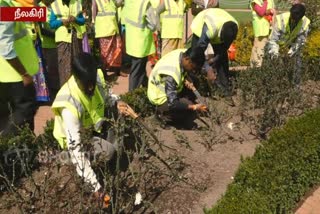 at ooty on may flowers exhibition rose pruning process started in its park