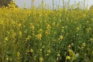 bhiwani farmers in trouble Jalebia disease on mustard crop