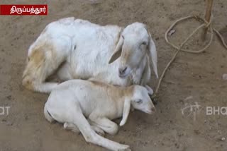 thiruppattur-unknown-animal-eating-goats-cause-people-in-fear-ongoing-out-in-nights