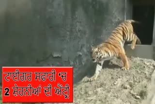 Two lionesses released at Tiger Safari in Ludhiana