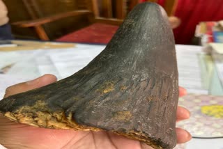 Rhino Horn seized at Titabar and Bokajan