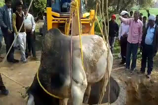 Bull fell in dry well, सूखे कुंए में गिरा सांड