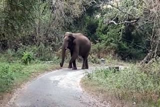 Wild Elephants Walking Allaiyar Roads Pollachi