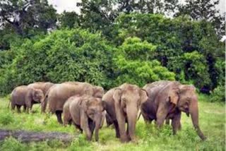 People troubled by wild elephants in many areas of Jamshedpur