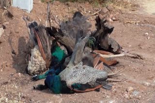 Forest Department investigates deaths of national bird peacock