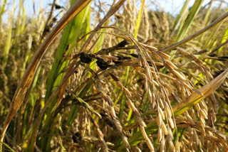 paddy damage farmer demand, tiruvarur farmers demand, paddy damage farmer demand compensation, பயிர்களில் நோய் தாக்குதல், திருவாரூர் விவசாயிகள் வேதனை