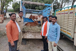 cow got free from 2 peoples in hingoli