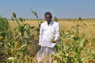 Self-reliance of Koppal farmer