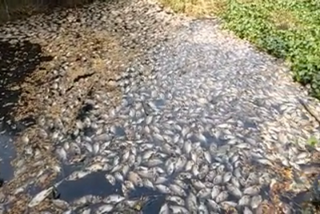 Continuing Chemical Waste in the Noel River - Fishes Dead