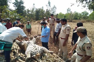 Shimoga: Cheetha caught to rail and dead