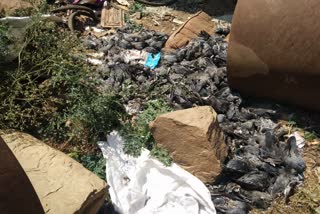 Hundreds of dead pigeons crouch down under the canopy of Basavanahalli Lake