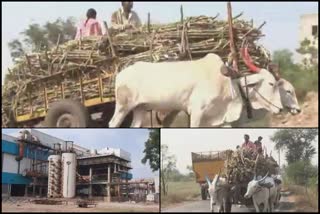 Torture for oxen by some farmers in chikkodi