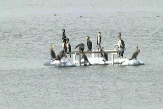 Foreign birds shift from Kunduvada Lake to Kondaji