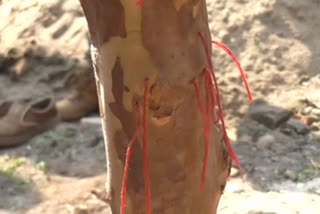 Holy thread in guava tree in solan district