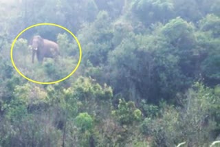 ಜಿಲ್ಲೆಯ ಮಲೆನಾಡು ಭಾಗದಲ್ಲಿ ಕಾಡಾನೆಗಳ ಹಾವಳಿ ,  Elephant appeared at Devaramane, kotagudda village