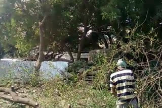 harvesting-of-green-trees-continues-in-gaya