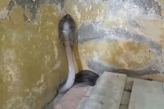 Snake in Sanskrit College, कोटा न्यूज