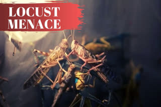 Declare locust attack a national calamity, Rajasthan Min writes to PM
