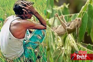 locust attack, राजस्थान न्यूज, जालोर न्यूज, rabi crop