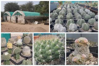 success story from ahmednagar - Man make Cactus nursary successfully