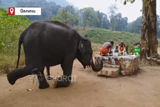 kovai-elephants-were-enjoying-to-the-core-in-their-topslip-camp