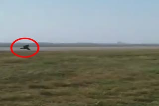 Airport officer chase monkey, gujurat monkey viral video, monkey chasing by wearing bear cloth in ahmedabad, ଅହମ୍ମଦାବାଦରେ ଭାଲୁ ବେଶରେ ମାଙ୍କଡ ଘଉଡା, ଏୟାରପୋର୍ଟ କର୍ମଚାରୀଙ୍କ ମାଙ୍କଡ ଘଉଡା, ଗୁଜୁରାଟ ମାଙ୍କଡ ଘଉଡା ଭିଡିଓ ଭାଇରାଲ