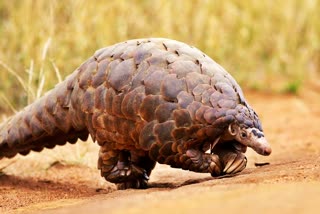 pangolins may've spread coronavirus