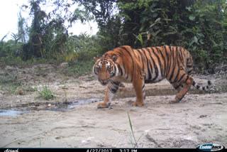 ব্যঘ্ৰ প্ৰকল্পত গোপন কেমেৰাৰ ব্যৱস্থা