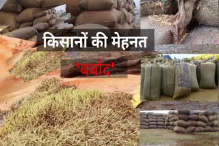 Paddy crop wasted in rain at chhattisgarh