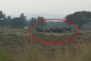 Elephant problems in Chamarajanagar