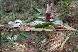 കണ്ണൂർ  കാട്ടാനകളുടെ ആക്രമണം  ചെറുപുഴ പഞ്ചായത്തിലെ കാനംവയല്‍ ചേന്നാട്ടുകൊല്ലി  kannur  elephant attack  elephant attack in kannur  cherupuzha panchayath