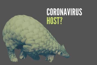 Chinese scientists believe pangolins may've spread coronavirus from bats to humans