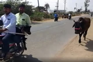 Worried mama cow runs behind bike for 5 kms as man carries her calf to sell