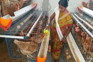 Women becoming self-reliant through layer farming scheme in Sukma