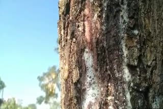 Miraculous Neem tree in Luni, जोधपुर न्यूज