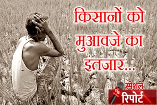 राजस्थान न्यूज, rajasthan news, nagaur news, नागौर न्यूज, Nagaur farmers, नागौर के किसान, फसल खराबे का मुआवजा