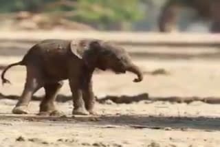 newborn elephant